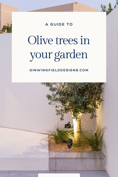 Low-maintenance, drought-tolerant, and perfect for creating a serene Mediterranean atmosphere. A perfect edition to a contemporary minimalist garden or a cozy, shaded retreat, olive trees fit effortlessly into any design. Plus, their silvery-green foliage adds year-round beauty. #OliveTreeLove #GardenDesign #ModernLandscaping #MediterraneanStyle #OutdoorLiving Olive Tree Pruning, Olive Tree Hedge, Olive Tree Backyard, Fruitless Olive Tree, Olive Trees Landscape, Olive Trees Garden, Tree Gardens, Minimalist Garden, Tree Pruning