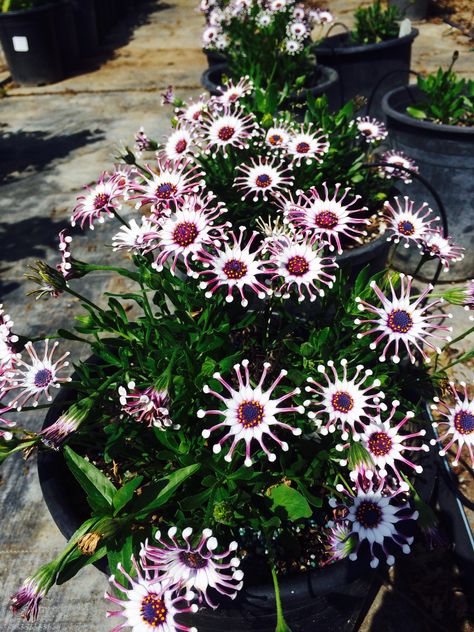 African Daisy - Oateospermum African Daisy Flower, Daisy Decor, African Daisy, Drought Tolerant, Daisy Flower, Garden Ideas, Daisy, Plants, Flowers