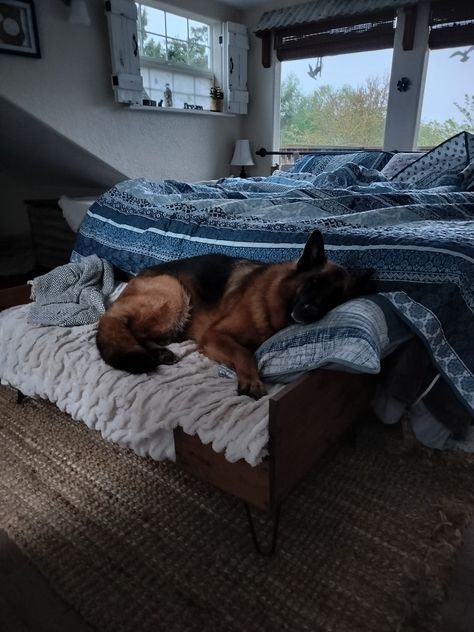 GSD Sasha 💗 so cozy German Shepherd Aesthetic, Foster Dogs, German Sheperd Dogs, Dog Cuddles, Cozy Dog, Gsd Puppies, Dog Rooms, Pretty Dogs, Sporting Dogs