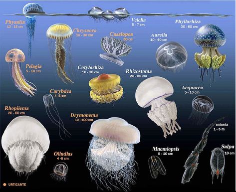 Meduses - Jellyfish Types Of Jellyfish, Jellyfish Species, Jellyfish Facts, Fish Chart, Jellyfish Pictures, Sea Jellies, Book Reports, Blue Jellyfish, Save Our Oceans