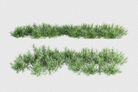 Plants Elevation, Vegetation Png, Landscape Architecture Section, Tree Render, Tree Psd, Architecture Symbols, Grass Illustration, Fringe Tree, Plant Graphic