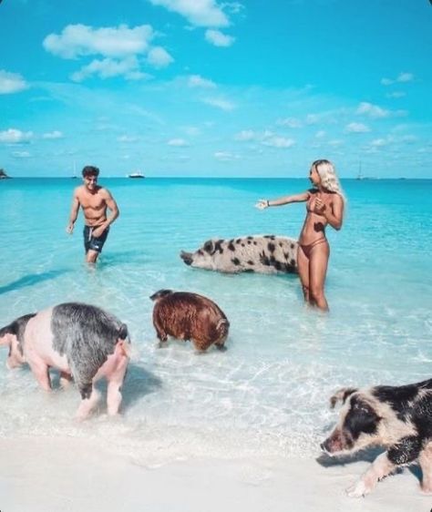 Pig Beach, Teach English, Destin Florida, Dream Travel Destinations, Private Island, Beautiful Places To Travel, Travel Goals, Travel Inspo, Lake Tahoe