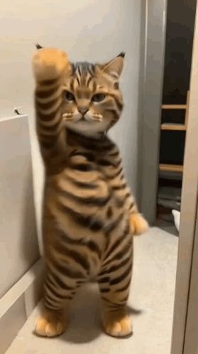 Cat Dance Slow Dance GIF - Cat dance Slow dance Cat - Discover & Share GIFs Dancing Cat Gif, Raven Riley, Cat Dancing, Cat Dance, Dance Gif, Night Gif, Dancing Gif, Dancing Cat, Cute Cats Photos