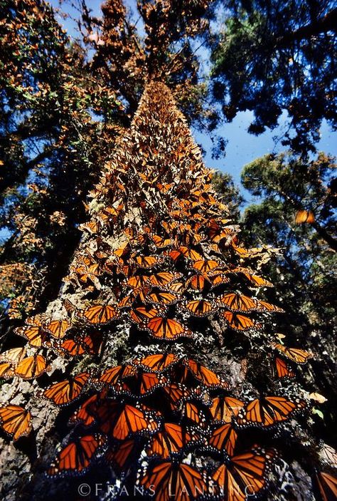 Tree covered with monarch butterflies Frans Lanting, Butterfly Migration, Michoacan Mexico, Monarch Butterflies, Visit Mexico, Mexican Culture, Butterfly Garden, Monarch Butterfly, Animal Planet