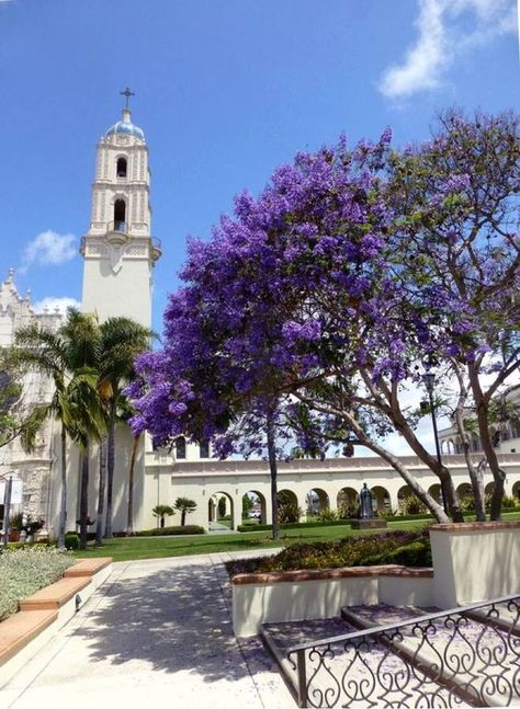 Jacaranda in bloom (University of San Diego) Personal Legend, Jacaranda Trees, Backyard Landscapes, College Goals, University Of California San Diego, Desert Trees, University Of San Diego, Semester Abroad, College Search