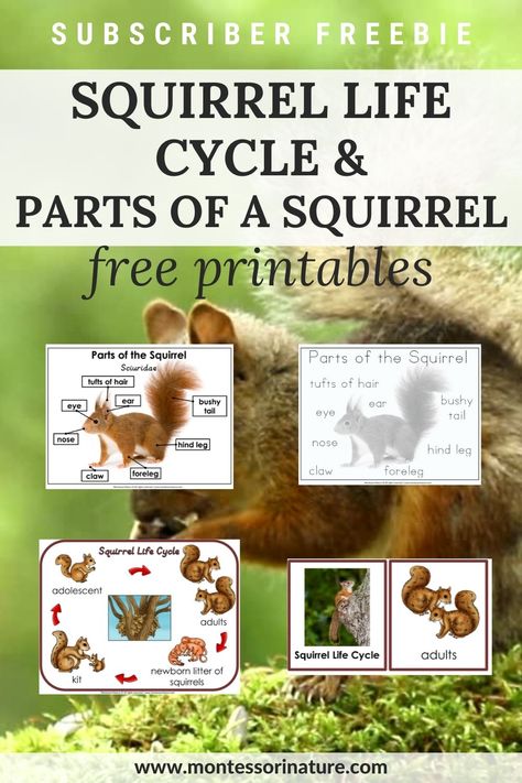 Squirrel Activities, Scaredy Squirrel, Nature Printables, Daycare Themes, Montessori Science, Montessori Printables, Fall Preschool Activities, Fall Kindergarten, Early Childhood Teacher