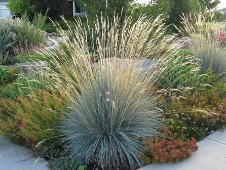 Blue Oat Grass ws Blue Oat Grass, Garden Of Lights, Blue Fescue, Native Gardens, Grasses Landscaping, Front Landscaping, Grasses Garden, Water Wise, Native Garden