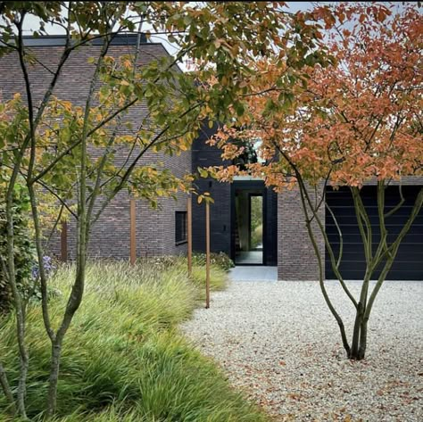 Sesleria Autumnalis, Limestone Gravel, Hakonechloa Macra, Gravel Garden, Landscape Elements, Grasses Garden, Ornamental Trees, Home Landscaping, October 21