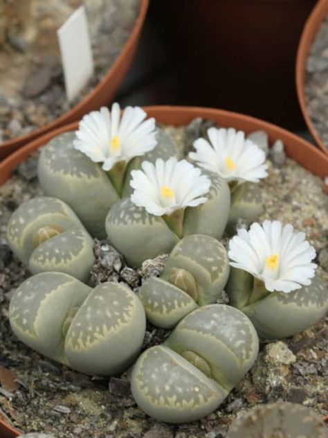 Lithops Succulents, Kaktus Dan Sukulen, Blooming Succulents, Flowering Succulents, Stone Plant, Succulent Seeds, Plant Fungus, Growing Succulents, Succulent Gardening