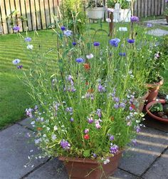 Wild Flower Seeds, Back Garden Design, X Box, Container Gardening Flowers, Tea Rooms, Cottage Garden Plants, Wildflower Garden, Garden Containers, Garden Yard Ideas