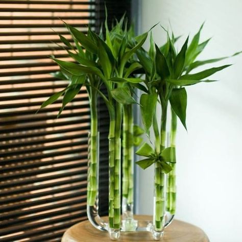 13 Best Plants That Grow In Water 1 13 Best Plants That Grow In Water Lucky Bamboo Decor, Bamboo Plant Decor, Water Plants Indoor, Feng Shui Plants, Lucky Bamboo Plants, Window Plants, Bamboo Decor, Modern Plant Stand, Plant Pot Decoration