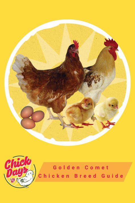 Read about Golden Comet chickens, a hybrid breed known for their golden coloring and large, brown eggs. #goldencomet #chickens #chickenbreeds #chickenbreedguides #chickdays #newchicks #babychicks #chicks #tractorsupply #chickencoops #chickenlady #backyardpoultry #backyardchickens #eggs #chickeneggs Comet Chicken, Golden Comet Chicken, Barred Rock Chickens, Easter Egger Chicken, Egg Laying Hens, Poultry Breeds, Barred Rock, Easter Eggers, Laying Hens