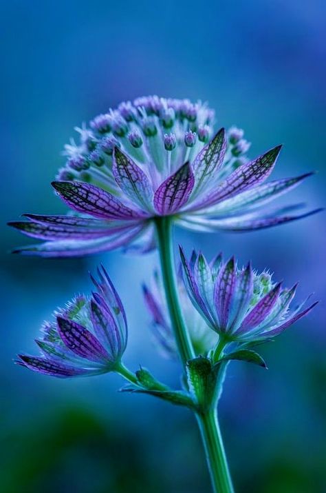 Astrantia Flower, Fleurs Art Nouveau, Astrantia Major, Butterfly Garden Design, Flower Borders, Strange Flowers, Sea Holly, Plant Photography, Flower Blue