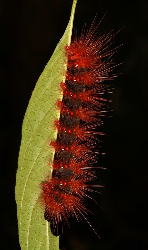 Tiger Moth Caterpillar (Areas galactina, Arctiinae, Erebid… | Flickr Red Insects, Caterpillar Insect, Yunnan China, Tiger Moth, Moth Caterpillar, Jeepers Creepers, Beautiful Bugs, Creepy Crawlies, Insect Art