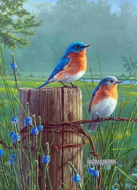 Oiseaux Bird On A Wire, Mini Wall, 수채화 그림, Two Birds, Cross Paintings, Bird Pictures, Exotic Birds, Bird Drawings, Pretty Birds