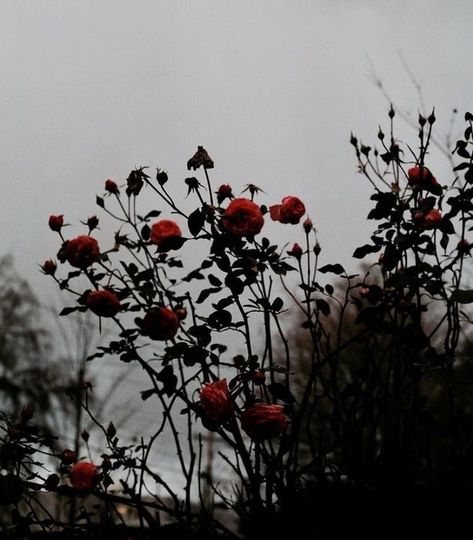 Dark Spring Aesthetic, Paradis Sombre, Dark Spring, Roses Photography, Queen Aesthetic, Rosé Aesthetic, Aesthetic Tumblr, Plant Aesthetic, Gothic Aesthetic