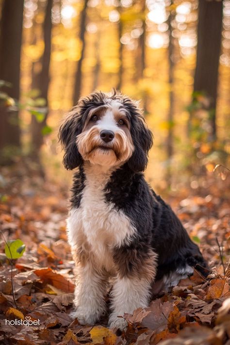 My Ultimate Guide to Raising an Old English Sheepdog Puppy provides expert tips on training, socialization, grooming, and care to help you every step of the way. English Sheepdog Puppy, Old English Sheepdog Puppy, Sheepdog Puppy, English Sheepdog, Old English Sheepdog, The Best Advice, Best Advice, High Energy, Old English