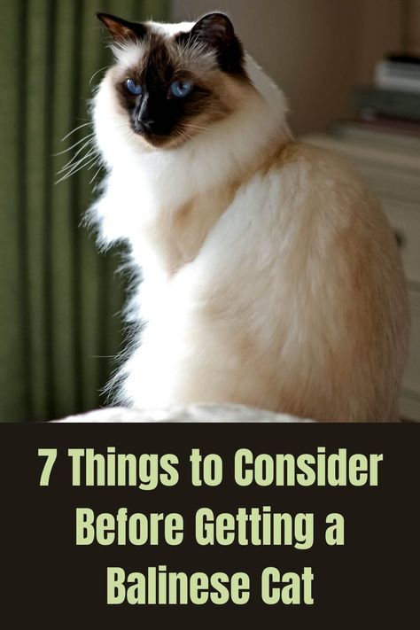 Cat Preparation Mba Tips, Bathing Cats Tips, Balinese Cat Aesthetic, Balinese Kittens, Siamese Cats Facts, Pedigree Cats, Balinese Cat Hypoallergenic, Hypoallergenic Cats, All Cat Breeds