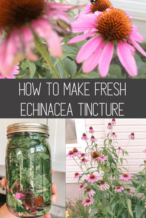 Echinacea Tincture, Medicinal Wild Plants, Herbal Medicine Recipes, Herbal Remedies Recipes, Medicinal Herbs Garden, Medical Herbs, Herbal Recipes, Herbal Tinctures, Natural Healing Remedies