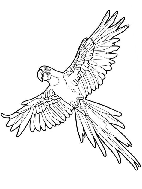 Parrot Colouring Pages, Sharpie Mural, Macaw Drawing, Eagle Coloring Pages, Walk Animation, Parrot Flying, Parrot Drawing, Fly Drawing, Ink Link