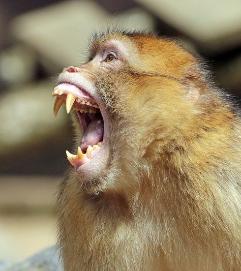 Macaques Monkey, Monkey Reference, Barbary Macaque, Rhesus Macaque, Macaque Monkey, Japanese Macaque, Monkey See Monkey Do, Monkey Pictures, Tropical Animals