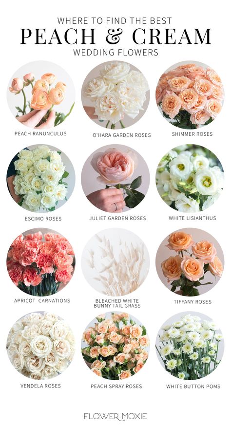 Peach And Cream Wedding, Wedding Flower Types, Cream Wedding Flowers, Flower Moxie, Flower Chart, Peach Wedding Flowers, Peach And Cream, Flower Guide, Cream Wedding