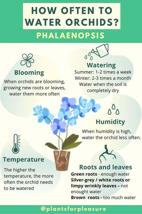 Watering Orchids Tips, How To Care For An Orchid, How To Take Care Of Orchids, Mini Orchid Care, How To Grow Orchids Indoors, How To Water Orchids Correctly, How To Grow Orchids In Water, How To Take Care Of Orchids Plants, Orchid Care For Beginners