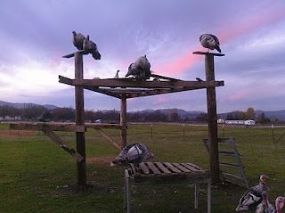 Turkey Roost "tree." If we had this, maybe the wild turkeys around here would stop destroying the bird feeders? Turkey Roost, Pet Turkey, Raising Turkeys, Livestock Shelter, Turkey Farm, Big Farm, Coop Ideas, Mini Farm, Wild Turkey