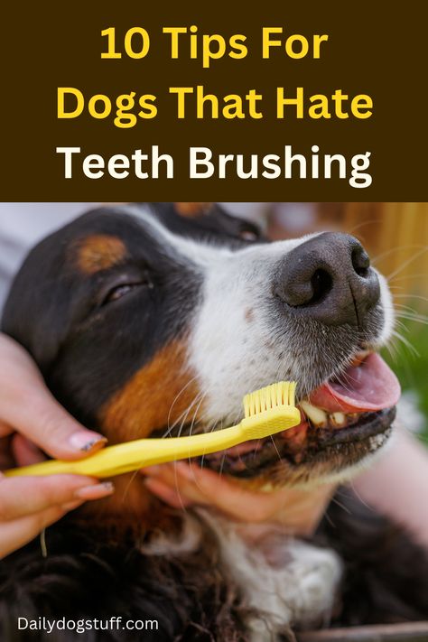 10 Tips For Dogs That Hate Teeth Brushing Brushing Dogs Teeth How To, Natural Dog Teeth Cleaning, How To Brush Dogs Teeth, Brush Dogs Teeth, Dog Teeth Brushing, Shampoo Alternative, Brushing Dogs Teeth, Tips For Dogs, Dogs Teeth