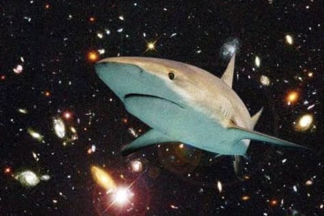 space shark Shark Pictures, Cute Shark, Silly Images, Shark Week, Silly Animals, Ocean Creatures, Marine Animals, Ocean Animals, Really Funny Pictures