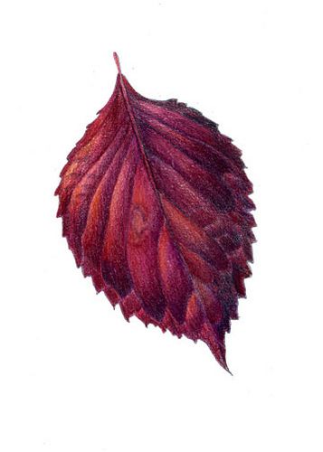 Fall Leaf Template, Botanical Inspiration, Watercolor Autumn Leaves, Fall Canvas Painting, Autumn Leaves Art, Banana Leaf Print, Pictures Tips, Nature Sketch, Painting Pictures