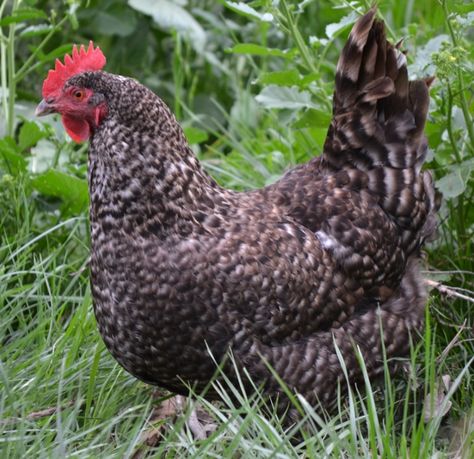 Cuckoo Maran Chickens - They have fairly dark and richly colored eggs. Cuckoo Marans Chicken, French Blue Copper Maran Chicken, Exchequer Leghorn Chicken, Cuckoo Maran Chickens, Copper Maran, French Black Copper Maran Chicken, Cuckoo Maran, Maran Chickens, Cuckoo Maran Chickens Eggs