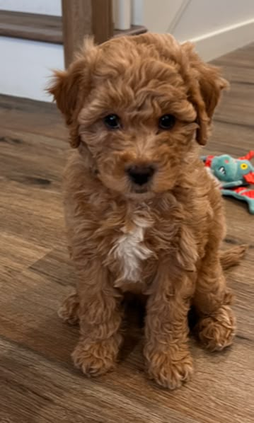 Full Grown Mini Goldendoodle, Labradoodle Full Grown, Goldendoodle Full Grown, Teacup Goldendoodle, Toy Goldendoodle, Teddy Bear Poodle, Maltipoo Dog, Mini Goldendoodle Puppies, Dog Mommy