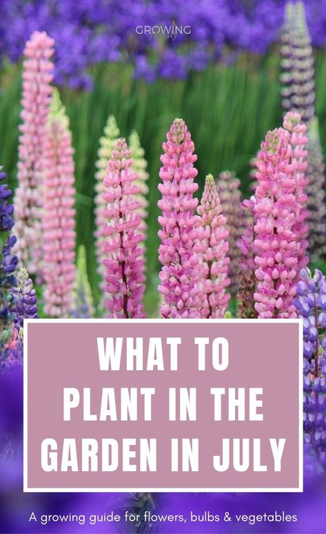 Things To Plant In A Garden, What To Plant In July, Flowers To Plant In July, Plants To Plant In July, What To Plant In Zone 7 In July, Veggies To Plant In Spring, Planting Bulbs For All Seasons, Preparing Flower Beds For Planting, Winter Pansies