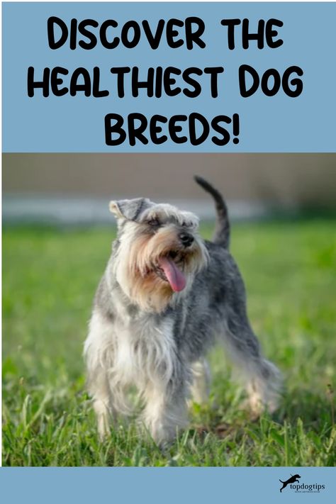 A cheerful Schnauzer dog standing on grass with the text "Discover the Healthiest Dog Breeds!" above. Athletic Dog Breeds, High Energy Dog Breeds, Best Dog Breeds For First Time Owners, Energetic Dog Breeds, Healthiest Dog Breeds, Herding Dogs Breeds, Pharaoh Hound, Very Cute Puppies, Calm Dogs