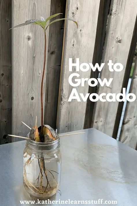 How To Grow Avocados Indoors - Katherine Learns Stuff! Grow Avocado From Seed, Avocado Tree From Seed, Avocado From Seed, Avocado Seed Growing, Fruit Bearing Trees, Grow Avocado, Avocado Seed, Indoor Vegetable Gardening, Avocado Tree