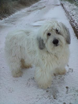 Polish Lowland Sheepdog, Tattoos For Dog Lovers, Life In Italy, Tibetan Terrier, Ice Storm, Bearded Collie, English Sheepdog, Old English Sheepdog, Airedale Terrier