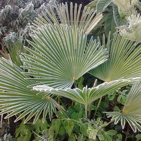 5 Tropical Winter Hardy Evergreen Plants for UK Gardens Tropical Plants Uk, Tropical Planting, Garden Border Plants, Plant Guy, Big Leaf Plants, Tropical Garden Plants, Small Tropical Gardens, White Lodge, Bungalow Ideas