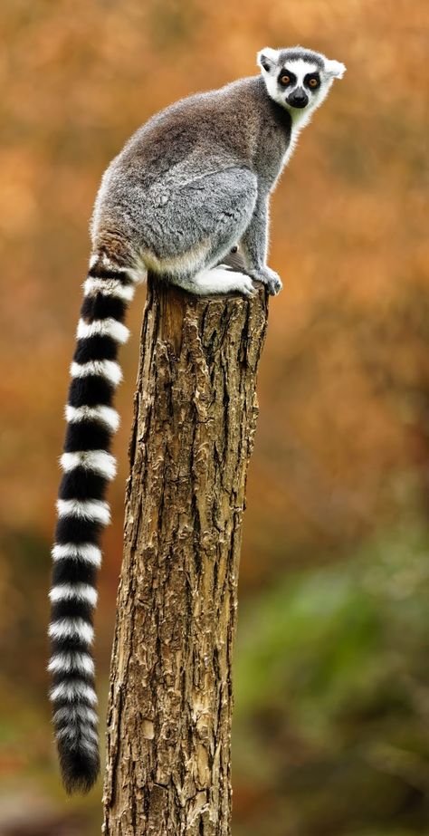 Funny Wild Animals, Lizard Ring, Regnul Animal, Gray Ring, Unusual Animals, Favorite Animals, Pretty Animals, Baby Panda, Italian Greyhound