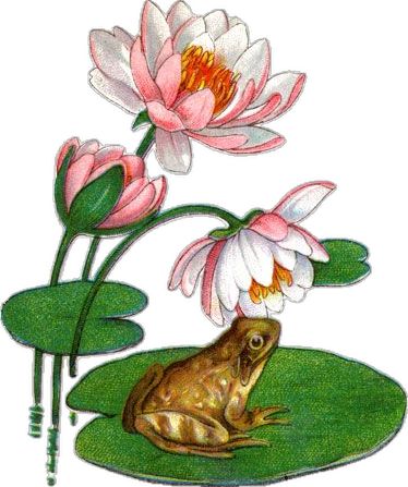 Lily Pad And Frog Tattoo, Frog In Water Drawing, Frog On Lily Pad Illustration, Frog Lily Pad Drawing, Frog Lily Pad Tattoo, Frog Illustration Vintage, Frog On Lily Pad Tattoo, Waterlily Drawing, Water Lily Illustration