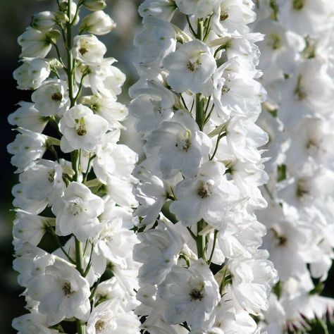 White Flowering Plants, Delphinium Flowers, Bridal Shower Flowers, All White Wedding, Fall Wedding Flowers, Wildlife Gardening, White Wedding Flowers, White Gardens, Flowers Perennials