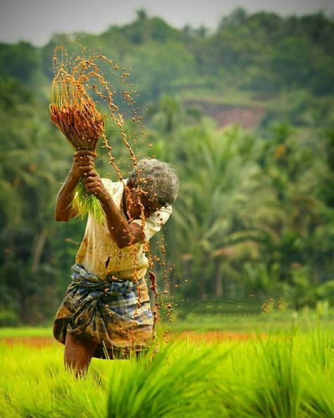 Agriculture Pictures, Agriculture Photography, Youtube Vlogger, Rice Photography, Beautiful Eyes Images, Bull Art, Beautiful Profile Pictures, Love Pink Wallpaper, Dont Touch My Phone Wallpaper