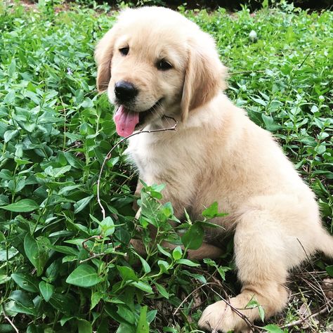 Cute Labrador Puppies, Golden Puppies, Big Puppies, Labrador Puppy, Smiling Dogs, Golden Retriever Puppy, Golden Retrievers, Sweet Animals, Lucca