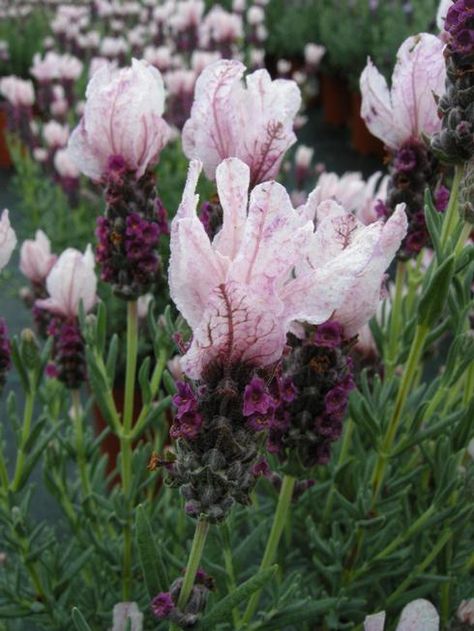 Lavandula stoechas 'Strawberry Ruffles' Spanish Lavender, Lavender Plant, Tall Plants, Fragrant Flowers, Lavender Fields, Lavender Flowers, Flower Seeds, Horticulture, Garden Inspiration