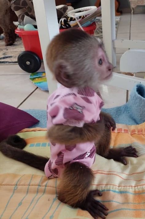 Home trained White face Baby Capuchin Monkeys for sale
More info's Do Leave Us A message At (330) 910 0534 Capuchin Monkey Pet, Capuchin Monkeys, Monkeys For Sale, Cute Monkey Pictures, Capuchin Monkey, Monkey Girl, Monkey Pictures, Cute Monkey