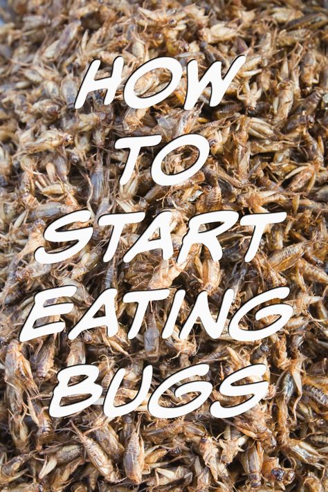 How to start eating bugs Edible Bugs, Eating Bugs, Shower Thoughts, I Am Learning, Banana Nut, Eco Friendly Living, On The Menu, Fabulous Foods, My Trip