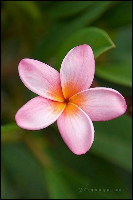 Balcony Herb Gardens, Pink Plumeria, Hawaii Flowers, Nails Flower, Plumeria Flowers, Flower Art Drawing, Pansies Flowers, Unusual Flowers, Lily Flower