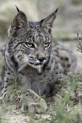 Iberian Lynx (Lynx pardinus) is found only in two small areas of southwest Spain. It is the most endangered wild cat species in the world; will probably go extinct in 50 years if nothing is done. Wild Cat Species, Iberian Lynx, Small Wild Cats, Big Cat Rescue, Cat Species, Bulldog Francese, Exotic Cats, Cheetahs, Large Cats