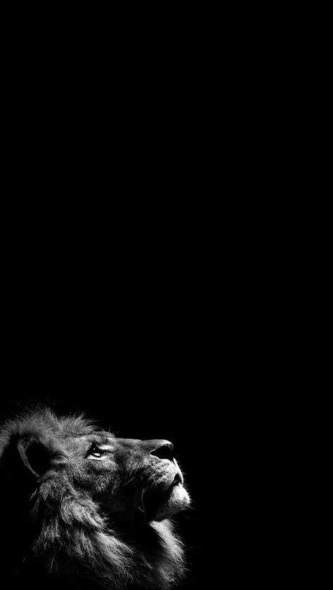 Wallpaper Iphone Lion, Photo Hilight Instagram, Drawings Wallpaper, Wallpaper Lion, Lion Wallpaper Iphone, Wallpaper Backgrounds Iphone, Geometric Wallpaper Iphone, Iphone Wallpaper Texture, Bob Marley Pictures