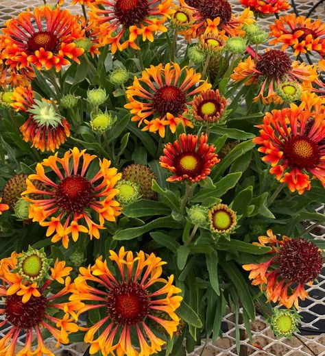 REALFLOR® Fanfare Amber Glow Gaillardia - Southern Living Plants Gaillardia Flower, Water Wise Plants, Southern Living Plants, Water Bill, Crape Myrtle, Plant Supplies, Gerbera Daisy, Garden Care, Foliage Plants